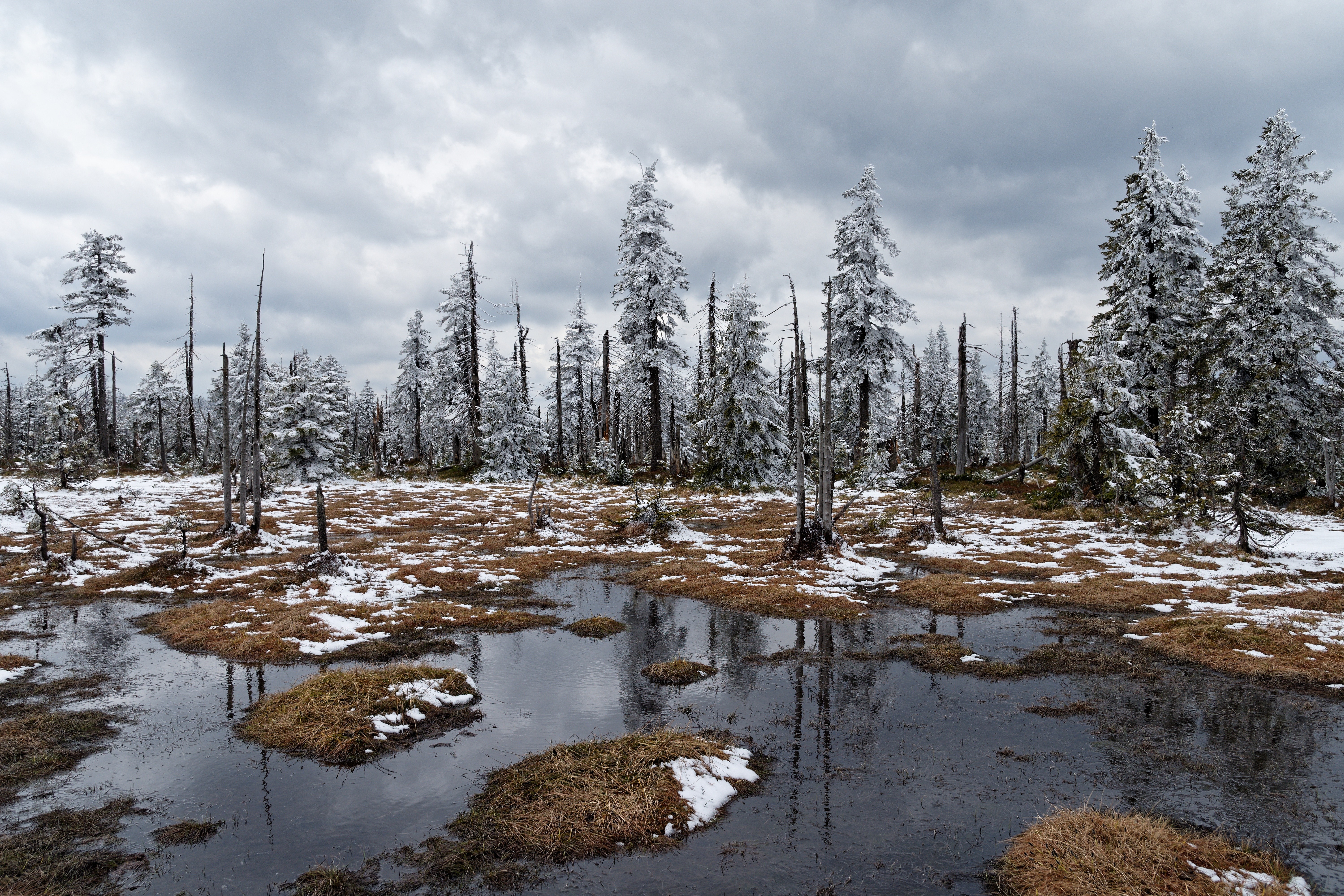 winter, Nature, Trees, Landscape Wallpaper