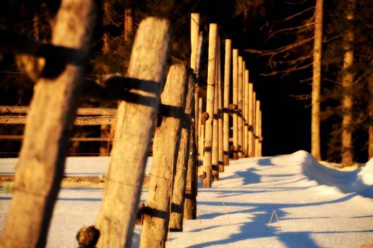 Finland, Sunlight, Dappled sunlight, Forest, Cold, Winter HD Wallpaper Desktop Background