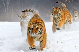 animals, Snow, Siberian tiger, Big cats