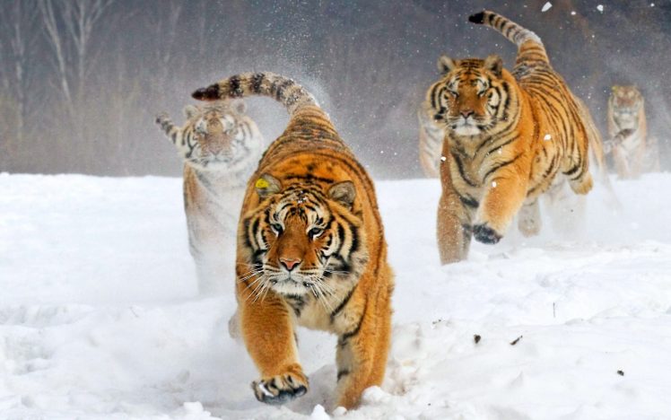 animals, Snow, Siberian tiger, Big cats HD Wallpaper Desktop Background