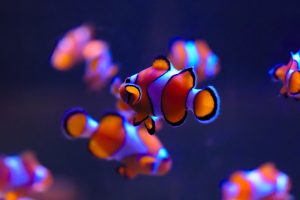 Ultra  HD, Fish, Clownfish, Underwater