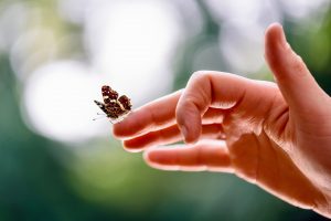 hands, Insect, Bokeh, Animals
