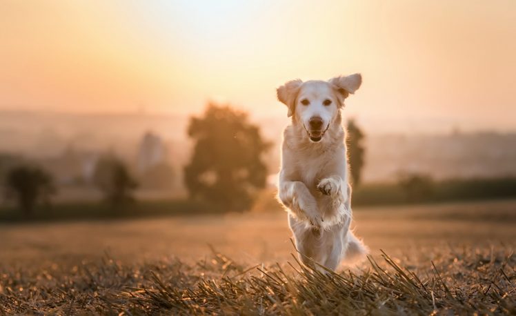 nature, Animals, Sunlight, Dog HD Wallpaper Desktop Background