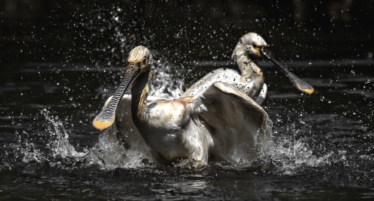 animals, Birds, Nature, Water HD Wallpaper Desktop Background