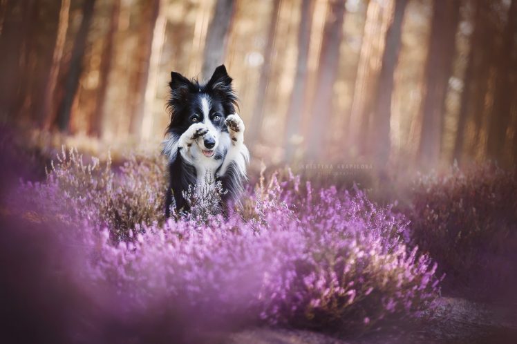 nature, Purple, Plants, Animals, Dog HD Wallpaper Desktop Background