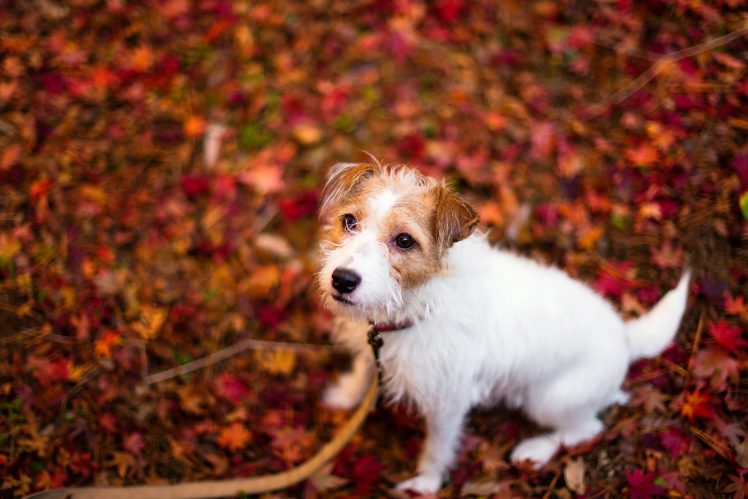 leaves, Fall, Animals, Dog HD Wallpaper Desktop Background