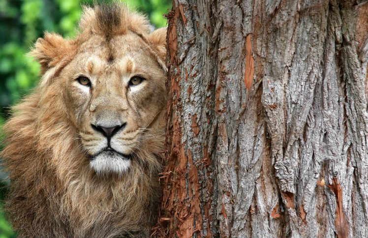 big cats, Animals, Lion HD Wallpaper Desktop Background