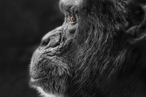 face, Profile, Selective coloring, Animals, Apes