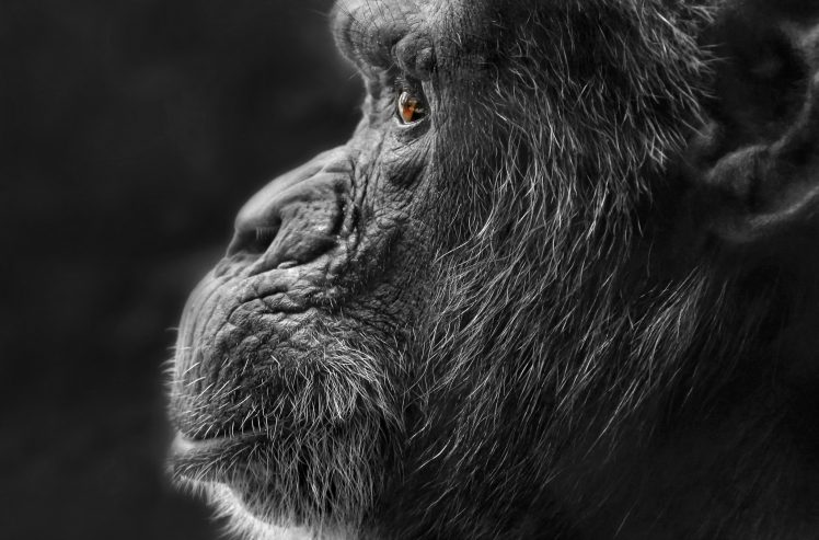 face, Profile, Selective coloring, Animals, Apes HD Wallpaper Desktop Background