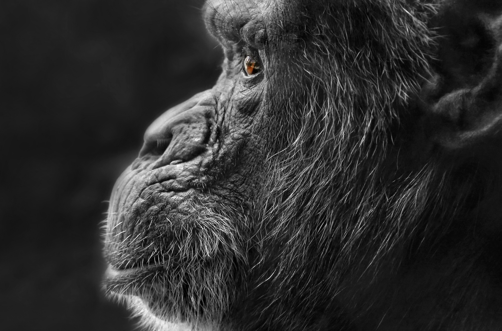 face, Profile, Selective coloring, Animals, Apes Wallpaper