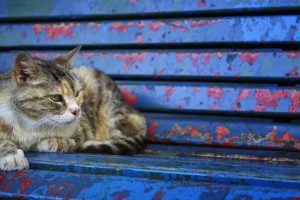 blue, Old, Bench, Cat, Animals