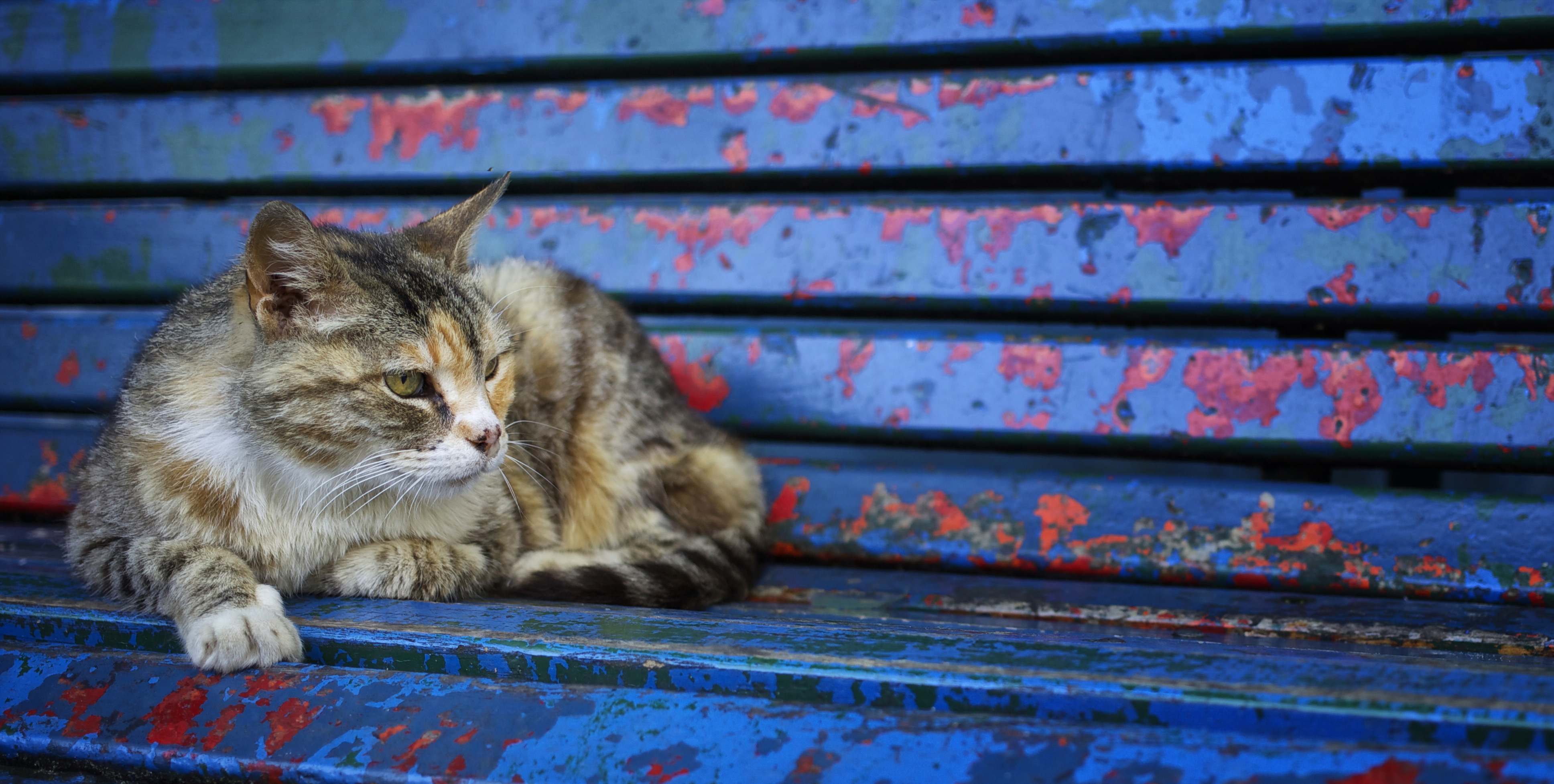 blue, Old, Bench, Cat, Animals Wallpaper