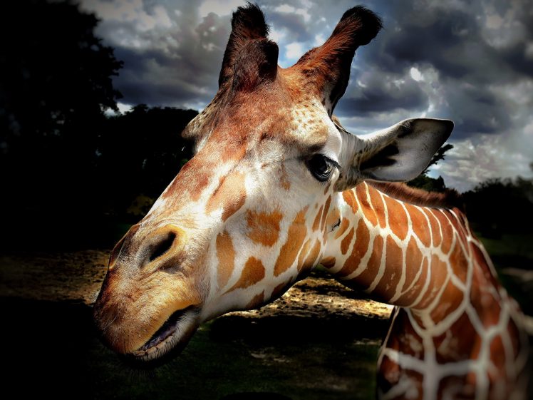 giraffes, Animals HD Wallpaper Desktop Background