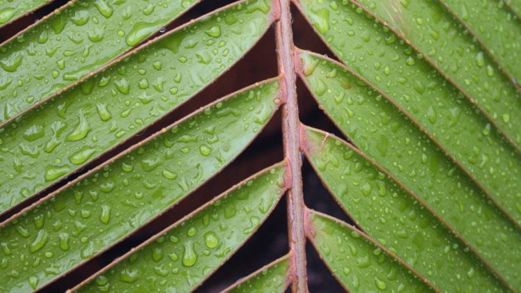 nature, Leaves, Closeup, Macro, Green, Water drops HD Wallpaper Desktop Background
