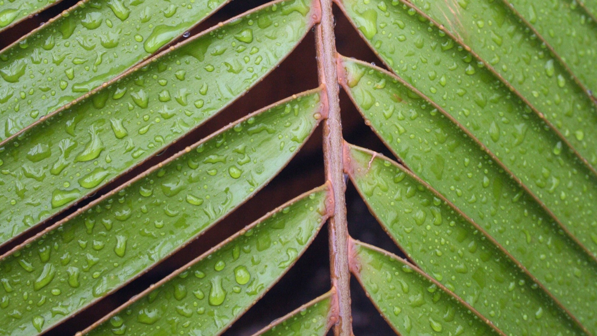 nature, Leaves, Closeup, Macro, Green, Water drops Wallpaper