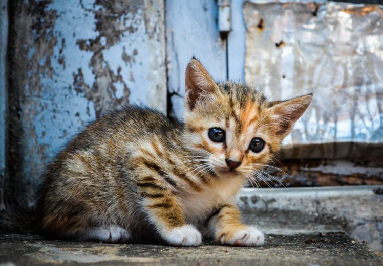 cat, Animals, Kittens HD Wallpaper Desktop Background
