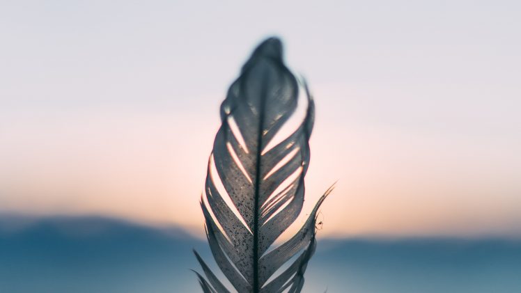 feathers, Sunset, Depth of field HD Wallpaper Desktop Background