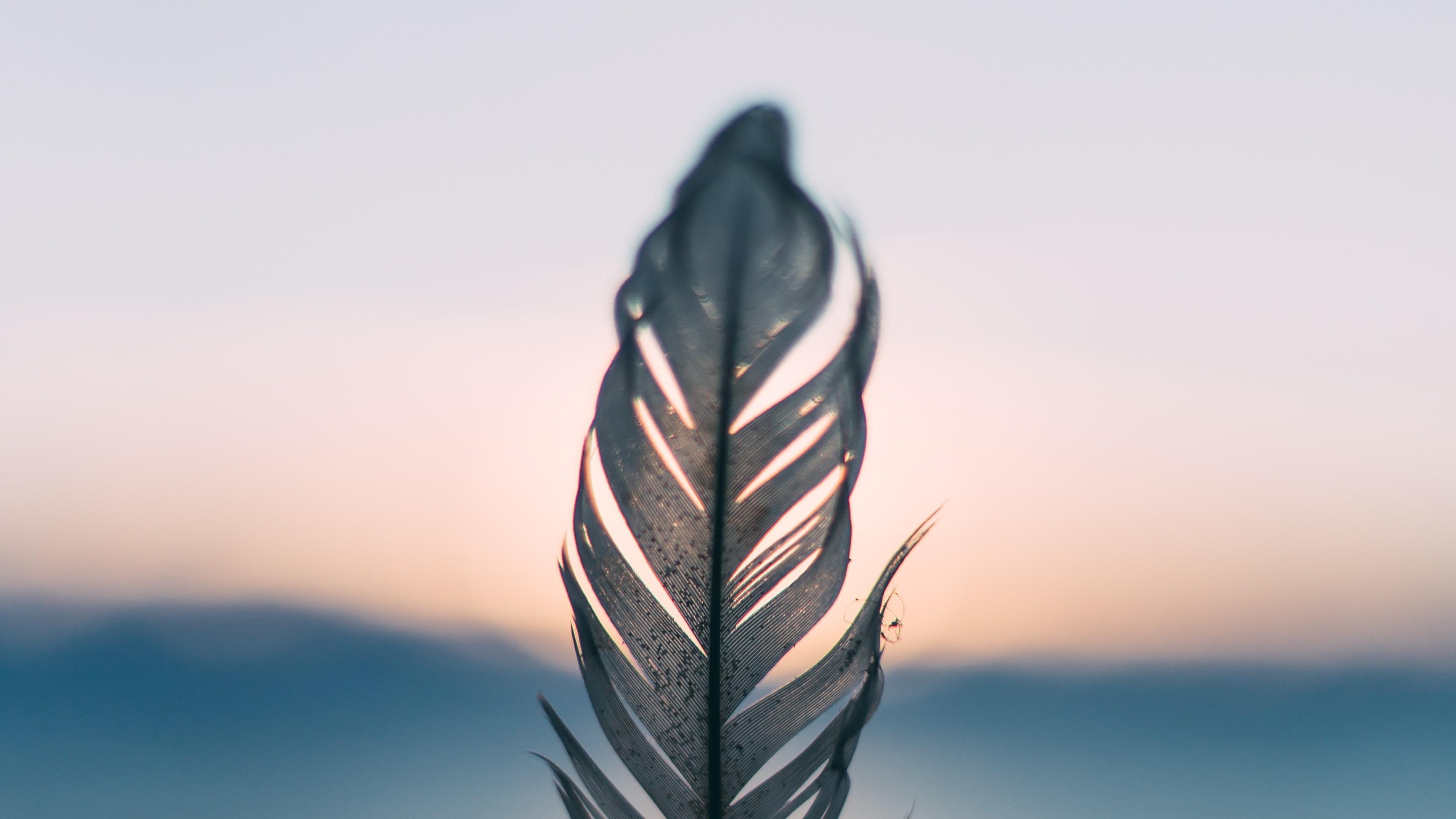 feathers, Sunset, Depth of field Wallpaper