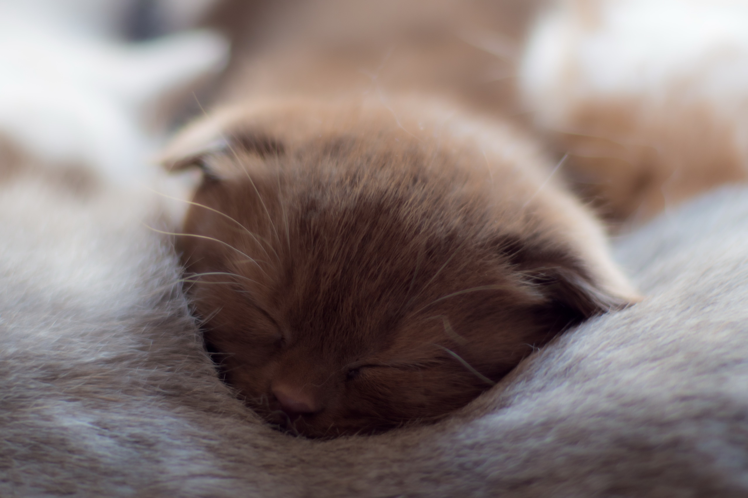 sleeping, Cat, Baby animals, Animals Wallpaper