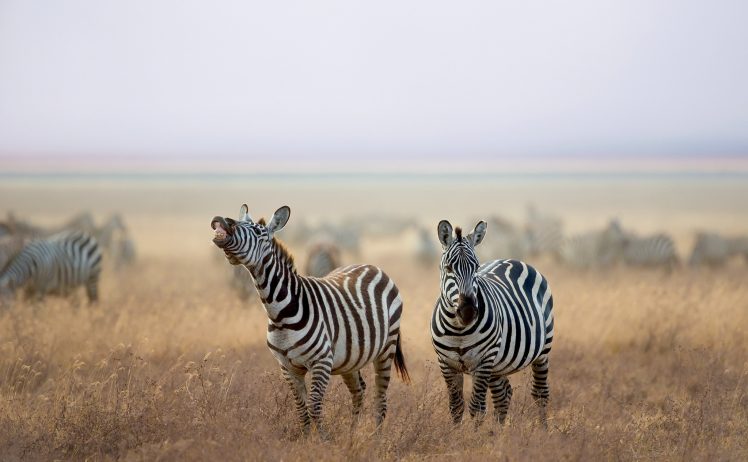 nature, Animals, Zebras HD Wallpaper Desktop Background