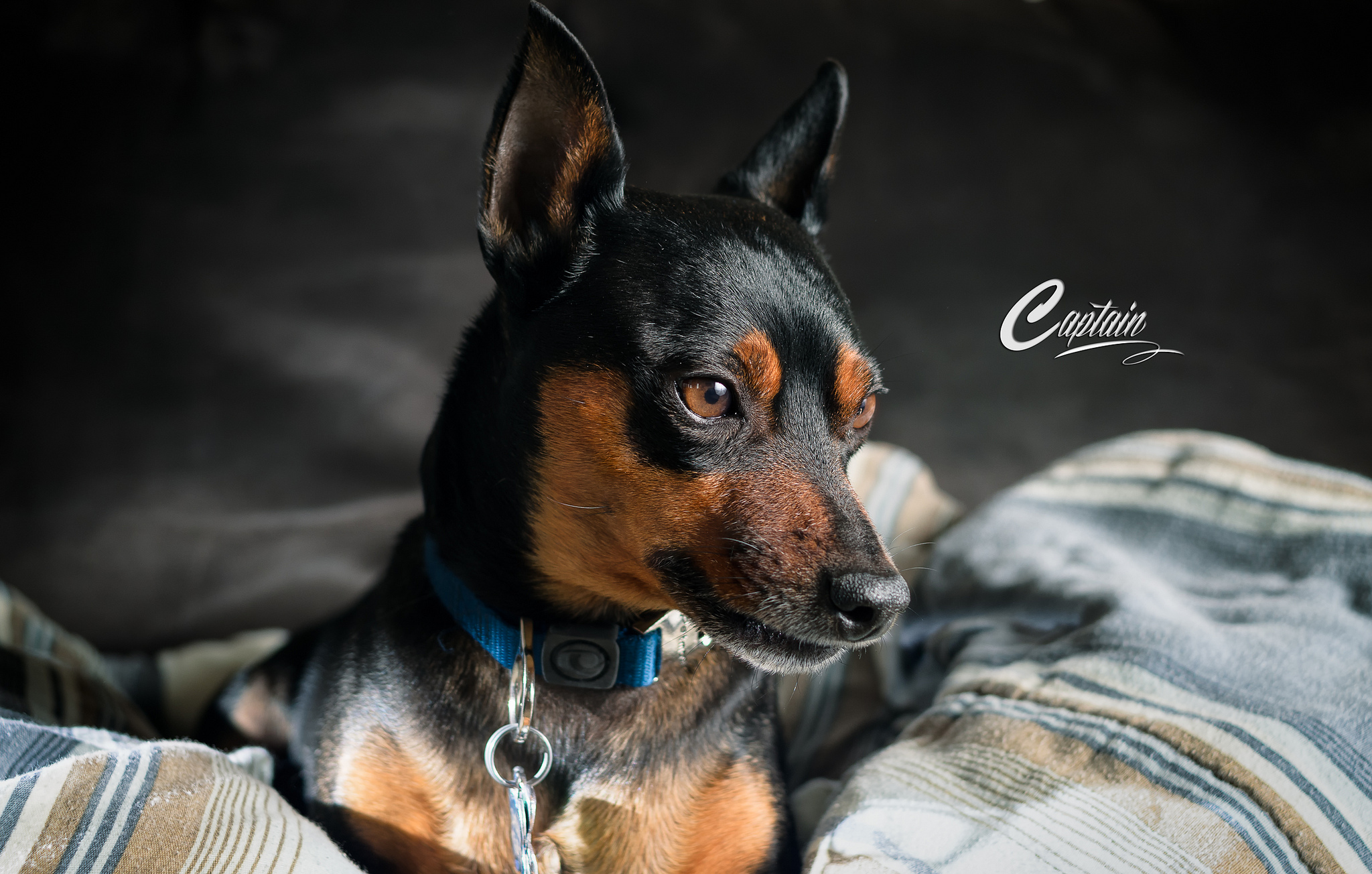 dog, Animals Wallpaper