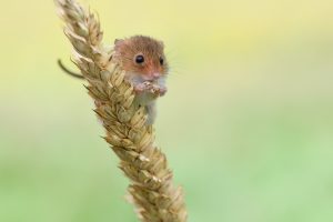 mice, Animals, Nature, Harvest mouse