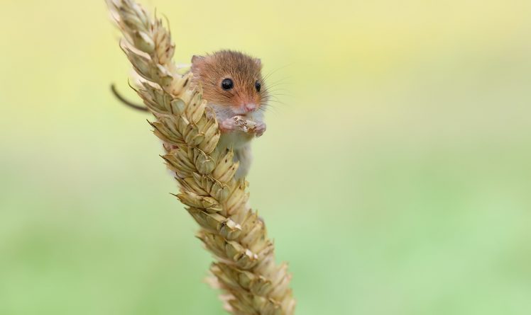 mice, Animals, Nature, Harvest mouse Wallpapers HD / Desktop and Mobile  Backgrounds