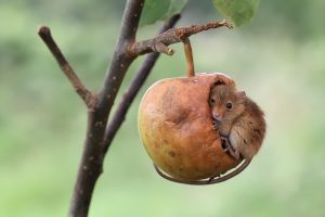 apples, Mice, Nature, Animals