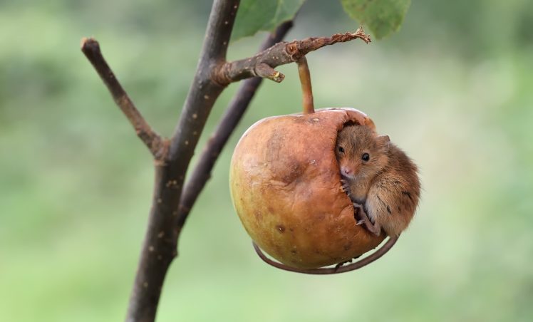 apples, Mice, Nature, Animals HD Wallpaper Desktop Background