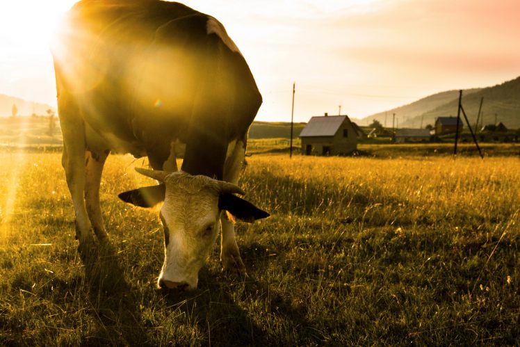 sunlight, Field, Cow, Animals HD Wallpaper Desktop Background