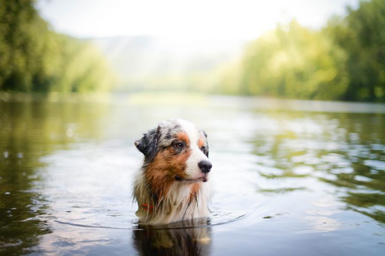 dog, Nature, Water, Animals HD Wallpaper Desktop Background
