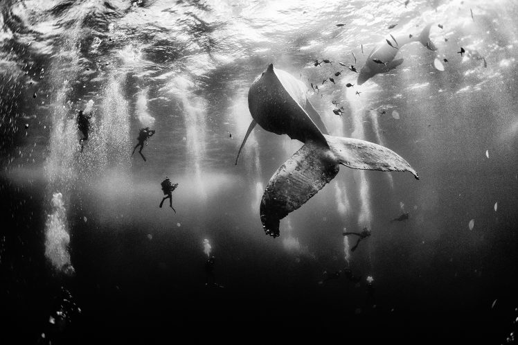 photographer, Divers, Nature, Whale, Sea, National Geographic, Underwater, Monochrome, Filming HD Wallpaper Desktop Background