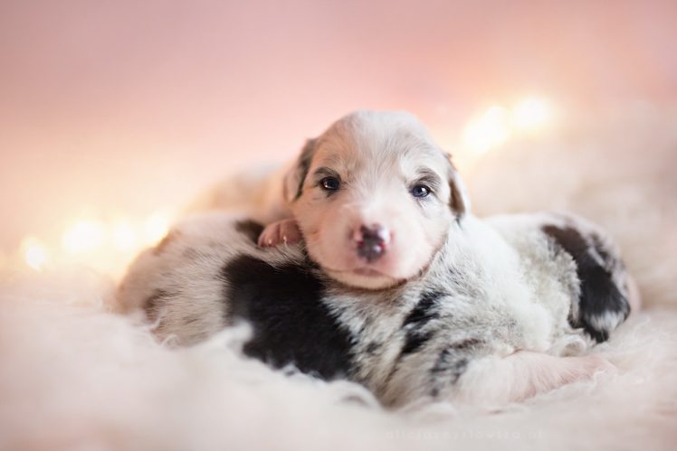 baby animals, Puppies, Dog HD Wallpaper Desktop Background