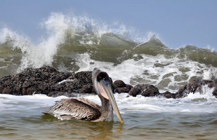 animals, Sea, Waves, Birds, Nature, Pellican HD Wallpaper Desktop Background