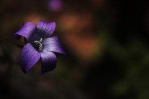 purple flower, Nature