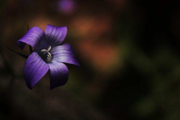 purple flower, Nature HD Wallpaper Desktop Background