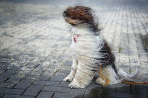 windy, Dog, Animals
