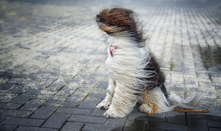 windy, Dog, Animals HD Wallpaper Desktop Background