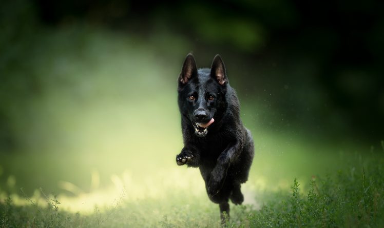 running, Dog, Animals HD Wallpaper Desktop Background