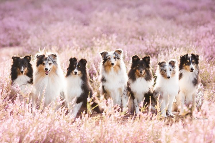 animals, Nature, Dog HD Wallpaper Desktop Background