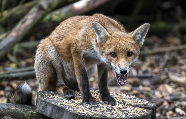 fox, Animals HD Wallpaper Desktop Background