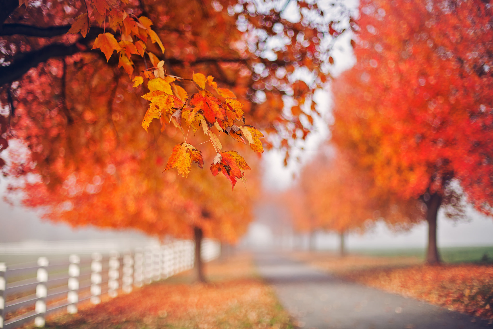 outdoors, Fall, Leaves, Trees, Depth of field Wallpaper