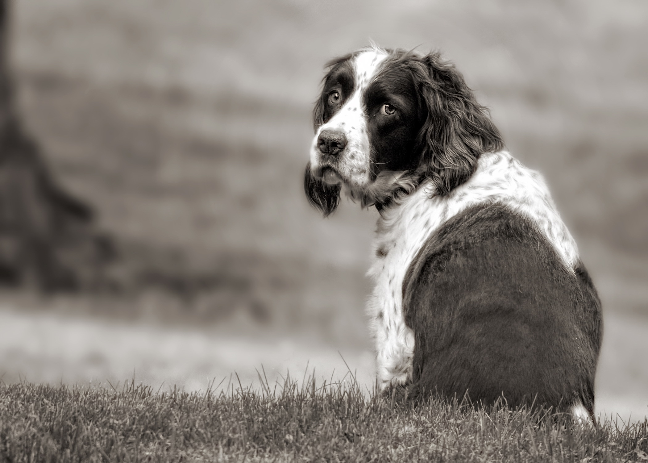 dog, Animals Wallpaper