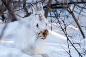 winter, Snow, Rabbits, Animals