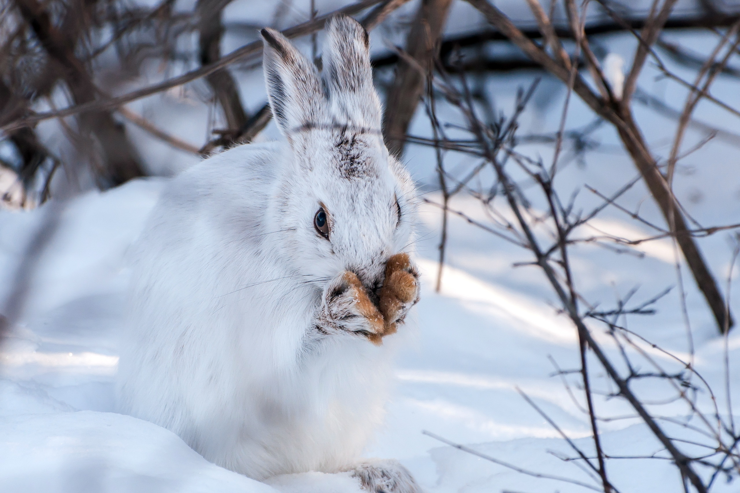 winter, Snow, Rabbits, Animals Wallpaper