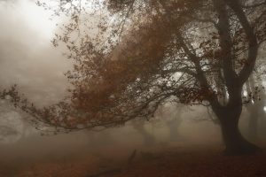 mist, Nature, Fall, Trees