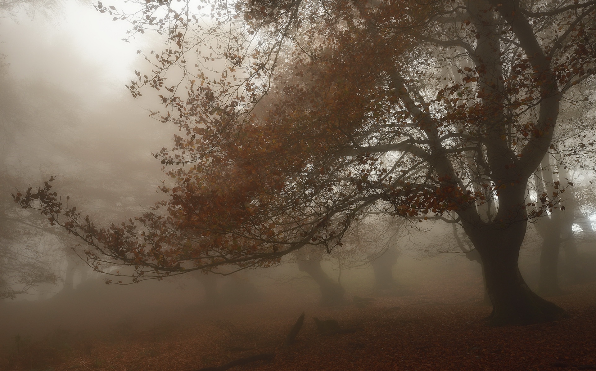 mist, Nature, Fall, Trees Wallpaper