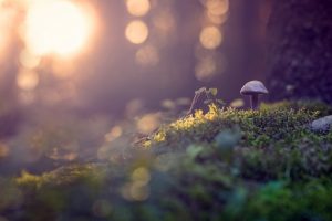 bokeh, Nature, Mushroom, Plants