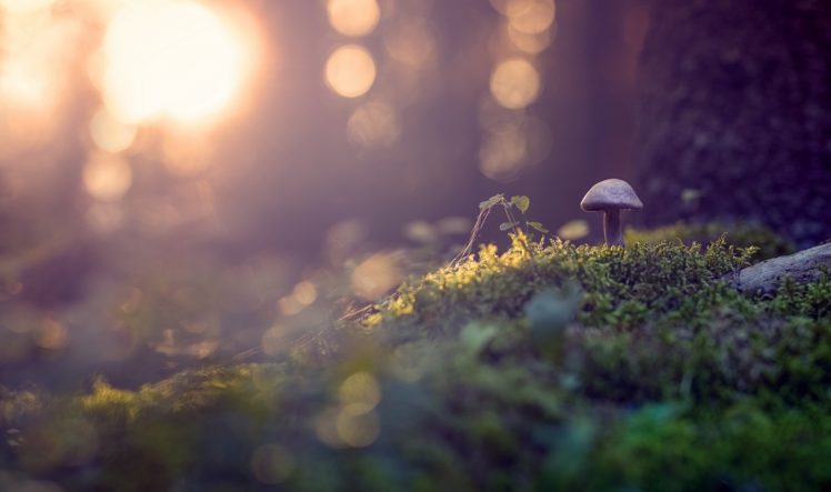 bokeh, Nature, Mushroom, Plants HD Wallpaper Desktop Background