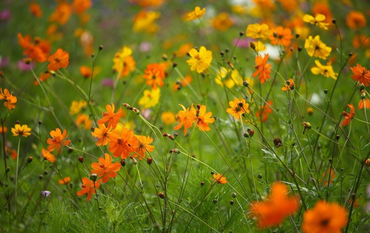 colorful, Flowers, Plants, Nature HD Wallpaper Desktop Background